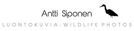 Luontokuvia – Wildlife photos | Antti Siponen